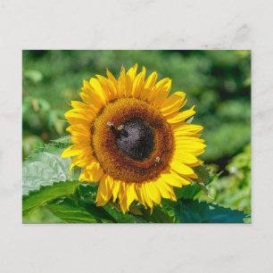 Postkarte - Vermont Sonnenblume