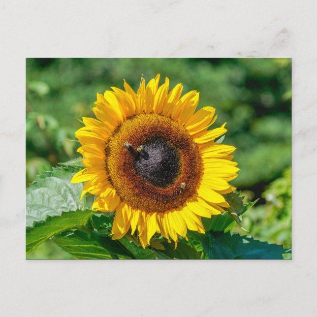 Postkarte - Vermont Sonnenblume (Vorderseite)