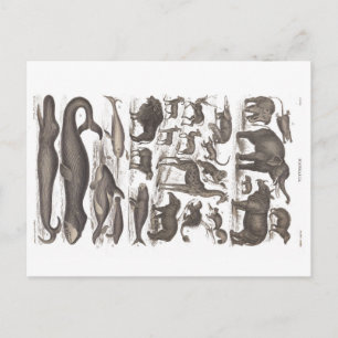 Postkarte Vintage Anamnese Säugetiere