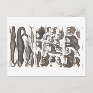 Postkarte Vintage Anamnese Säugetiere