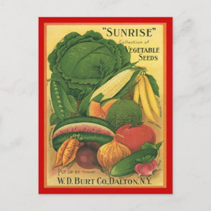 Postkarte Vintage Antike Burt Co Gemüsesaatgut