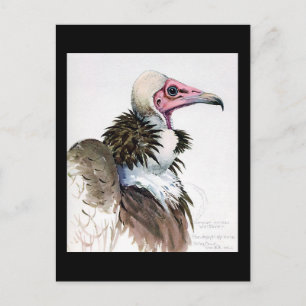 Postkarte-Vintage Chicago Art-Abyssinian Vögel 10 Postkarte