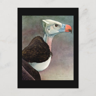 Postkarte-Vintage Chicago Art-Abyssinian Vögel 12 Postkarte