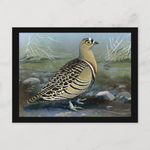 Postkarte-Vintage Chicago Art-Abyssinian Vögel 5 Postkarte