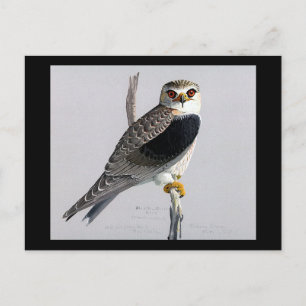 Postkarte-Vintage Chicago Art-Abyssinische Vögel 1 Postkarte