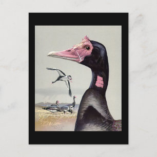 Postkarte-Vintage Chicago Art-Abyssinische Vögel 2 Postkarte