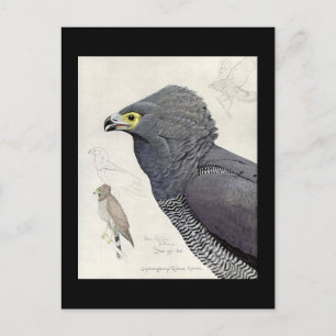 Postkarte-Vintage Chicago Kunst-Abyssinische Vögel Postkarte