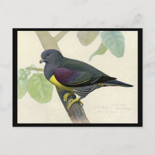 Postkarte-Vintage Chicago Kunst-Abyssinische Vögel Postkarte