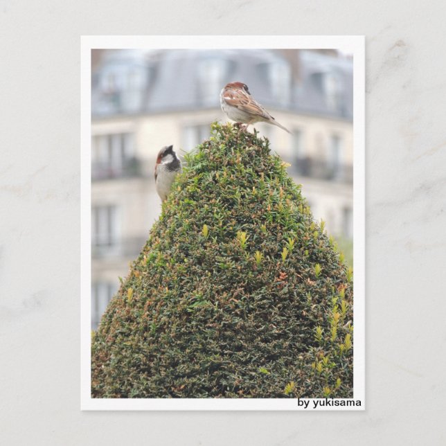 Postkarte - Vögel (Vorderseite)