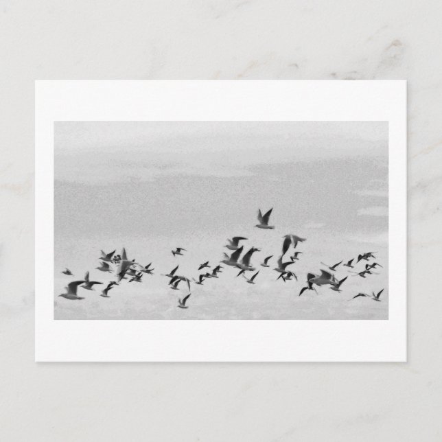 Postkarte Vögel im Flug (Vorderseite)