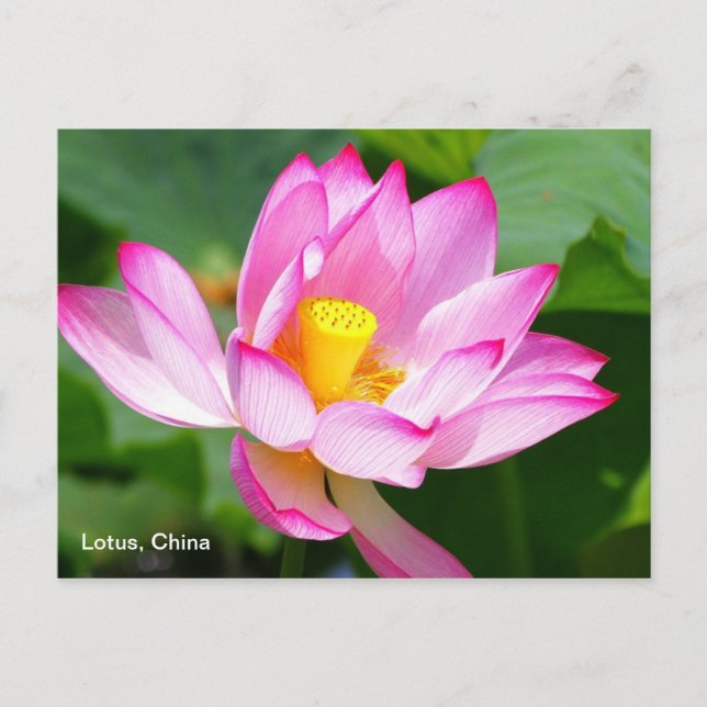 Postkarte von Lotus in China (Vorderseite)