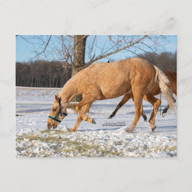 Postkarte von Lugos für die Ausreise (Vorderseite)