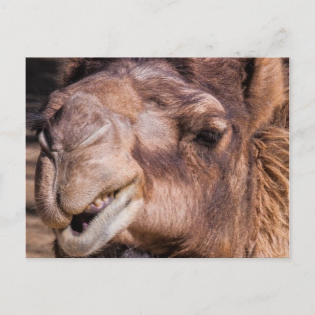 Postkarte von Smirking Camel (Vorderseite)