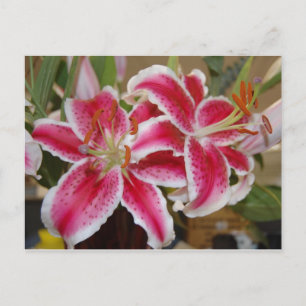 Postkarte von Star Gazer Lily
