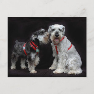 Postkarte von zwei Schnauzers