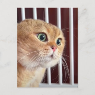 Postkarte Vortrag Katzen