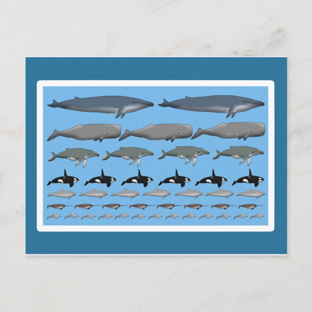 Postkarte "Wale" (Vorderseite)