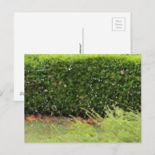 Postkarte - Web der Natur