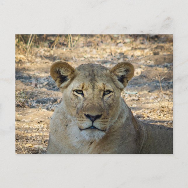 Postkarte - Weibliche afrikanische Lion in Sambia (Vorderseite)