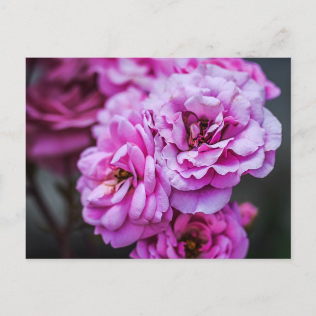 Postkarte Weiche Rosa Rosen (Vorderseite)