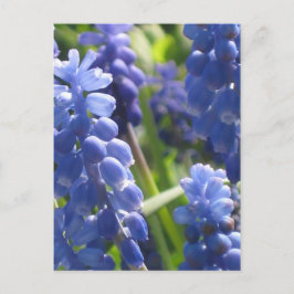 Postkarte - Weintraube Hyazinth