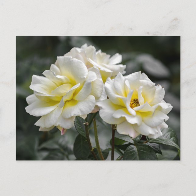 Postkarte Weiße Rose Fotografie (Vorderseite)