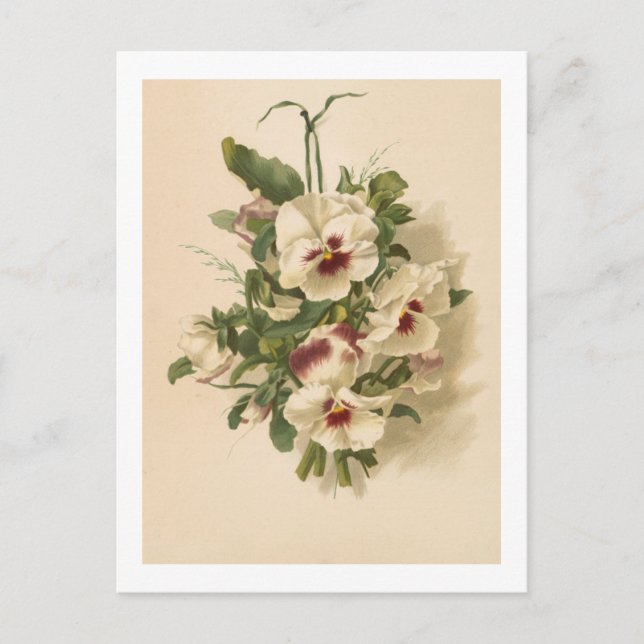 Postkarte: Weiße und Lila Stiefmütterchen Postkarte (Vorderseite)