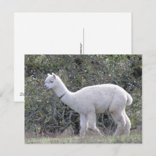 Postkarte - Weißer Alpaca
