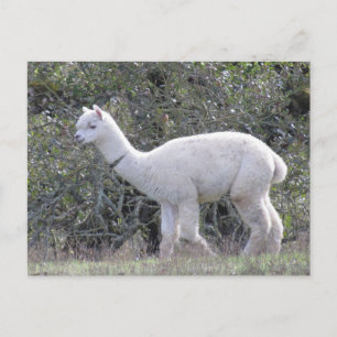 Postkarte - Weißer Alpaca