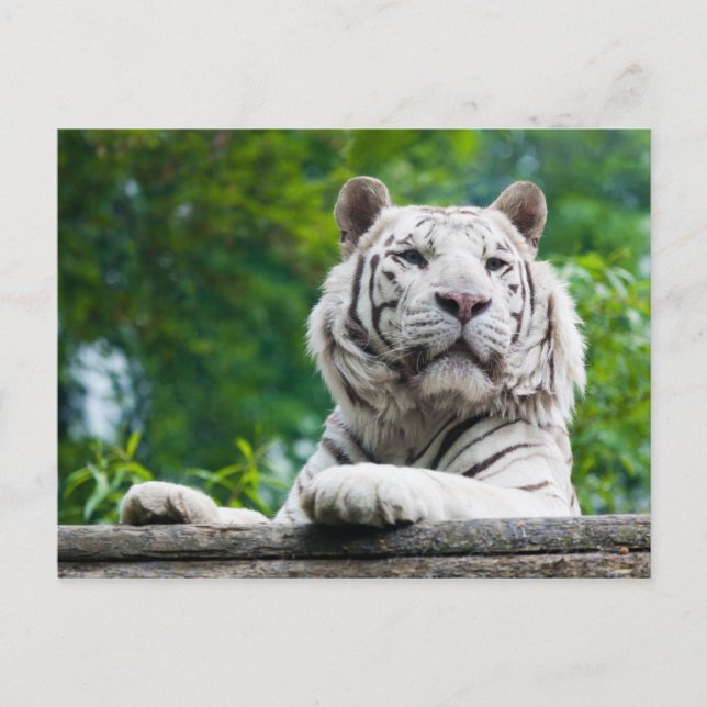 Postkarte "Weißer Tiger" (Vorderseite)