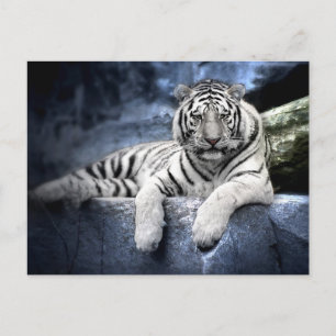 Postkarte: Weißer Tiger Postkarte