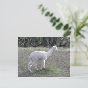Postkarte - Weißes Alpaca im Sonnenlicht