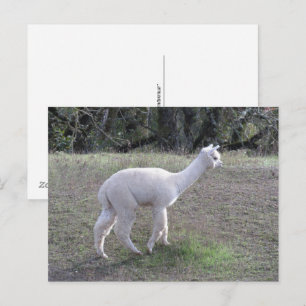 Postkarte - Weißes Alpaca im Sonnenlicht