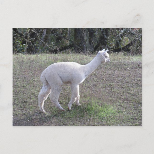 Postkarte - Weißes Alpaca im Sonnenlicht (Vorderseite)
