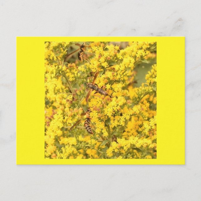 Postkarte, Wespen auf Goldene Stange, hellgelb Postkarte (Vorderseite)