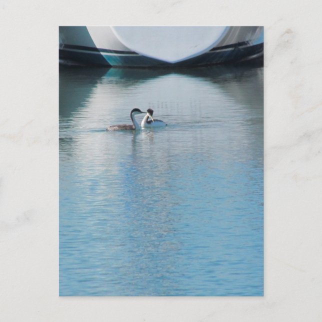 Postkarte - Western Grebe in Harbour (vrt) (Vorderseite)