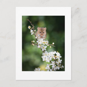 Postkarte - Wilde Maus genießt das Kirschblühen