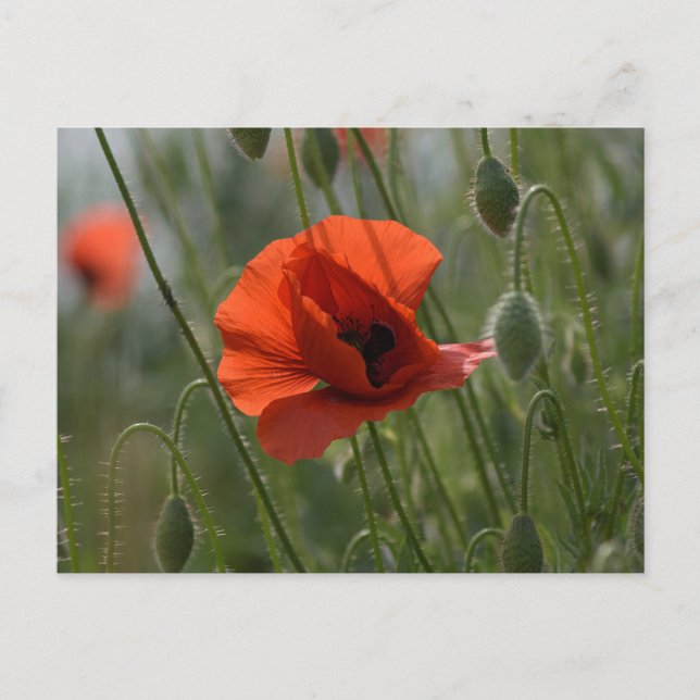 Postkarte - Wilde rote Mohnblume (Vorderseite)