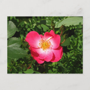 Postkarte Wilde Sommerrose, Wintererinnerungen