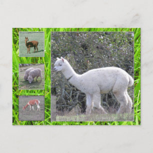 Postkarte - Wolle am Hof