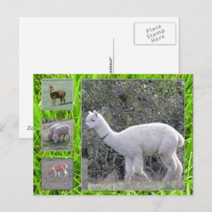 Postkarte - Wolle am lebenden Tier