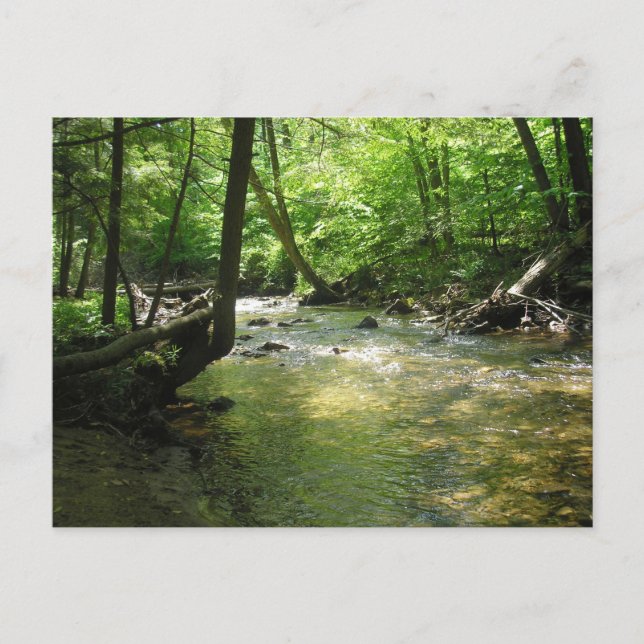Postkarte "Woodland Stream" (Vorderseite)