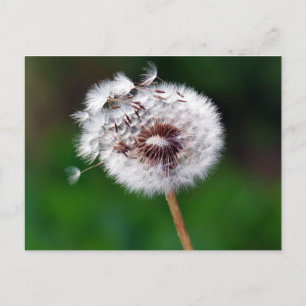 Postkarte - Wunschtraum