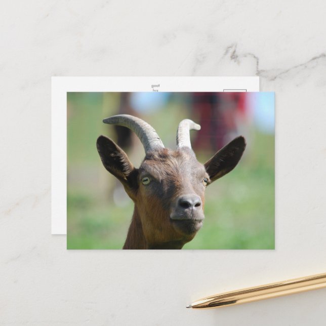 Postkarte _ Ziege (Vorderseite/Rückseite Beispiel)