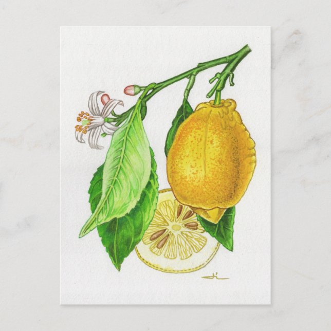 Postkarte Zitrone « Limonier ferraris » (Vorderseite)