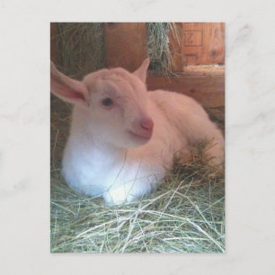 Postkarte Zoe's Doelings