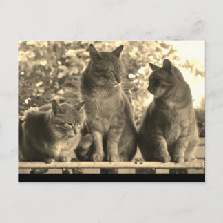 Postkarte: Zuchtkatzen Postkarte