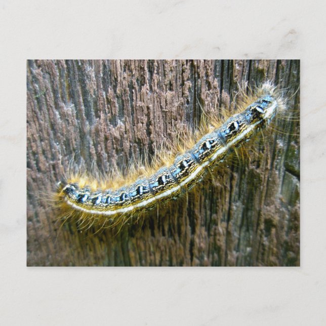 Postkarte zur Raupe Ostzent (Vorderseite)