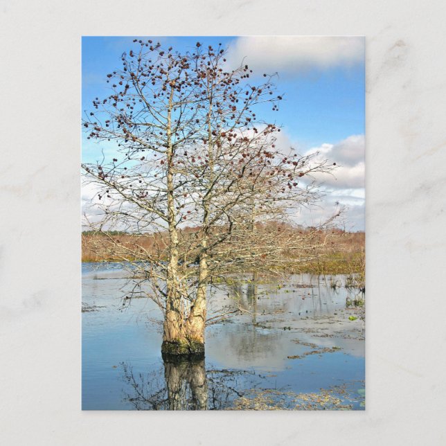 Postkarte: Zwei Bäume als eine Postkarte (Vorderseite)