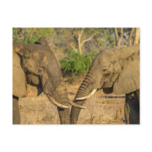 Postkarte - Zwei männliche afrikanische Elefanten 